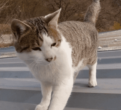 이름도 어쩜 무일까 싶은 유튜버 haha ha네 고양이 무 | 인스티즈