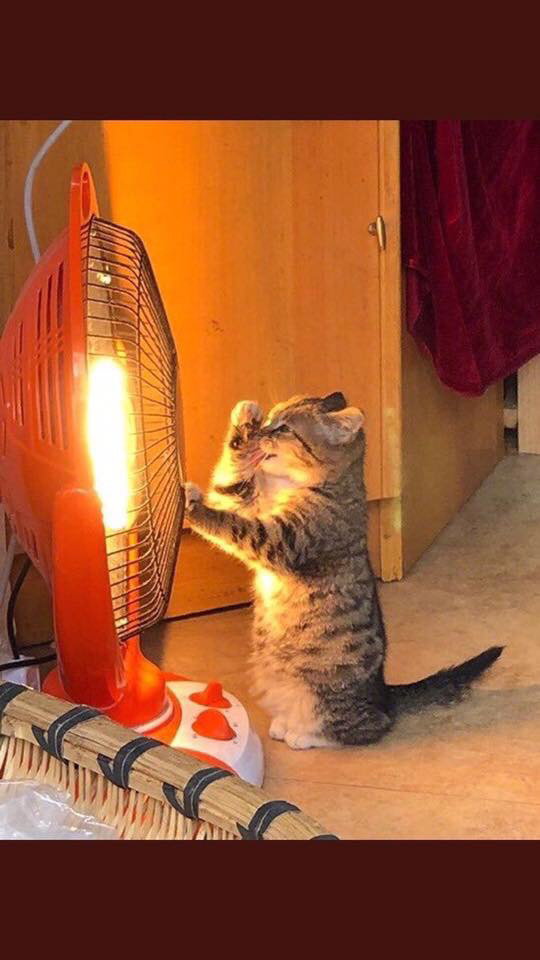 길 가다가 우연히 본 고양이.jpg | 인스티즈