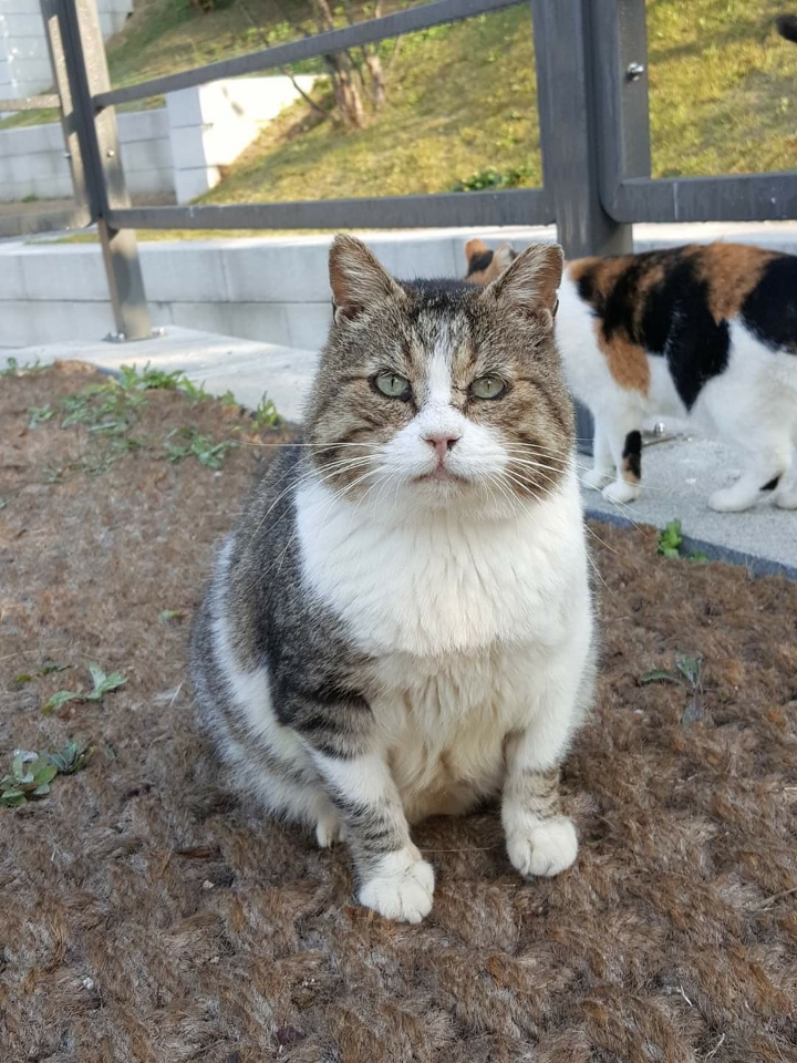 뚠냥이들의 보스 대빵이 | 인스티즈