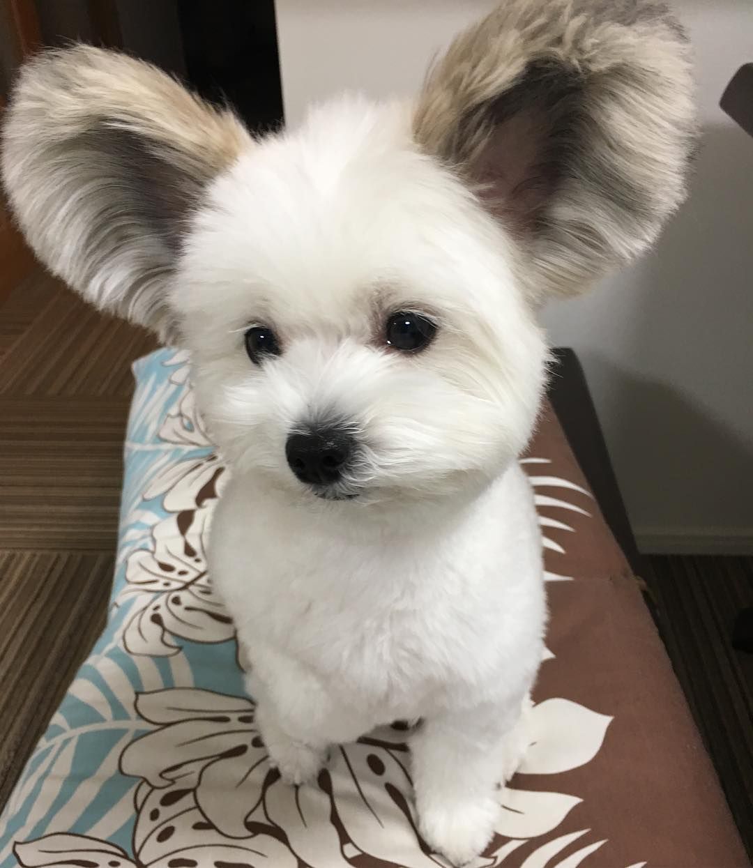 귀가 진짜 이따ヾ(＠°°＠)ﾉ만한 강아지 | 인스티즈
