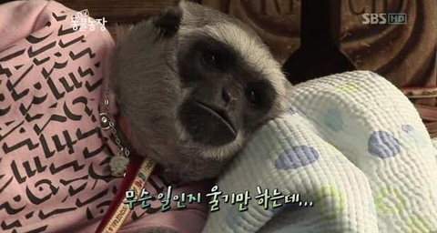 요니 이미지