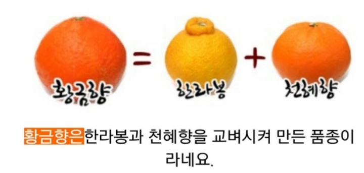 황금향 이미지