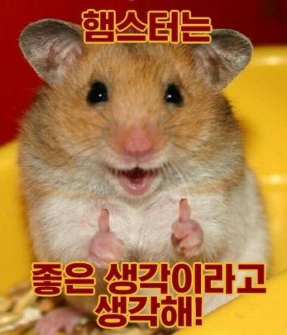 코노 이미지