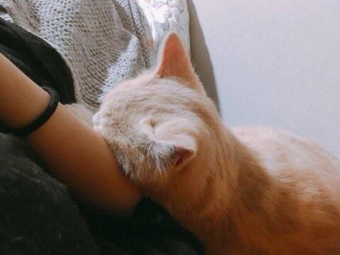 쮸 이미지