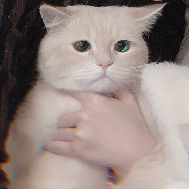 쮸 이미지