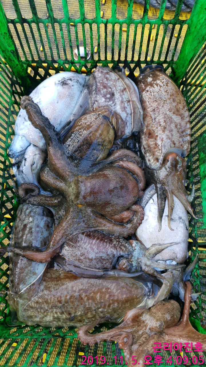 오바2 이미지