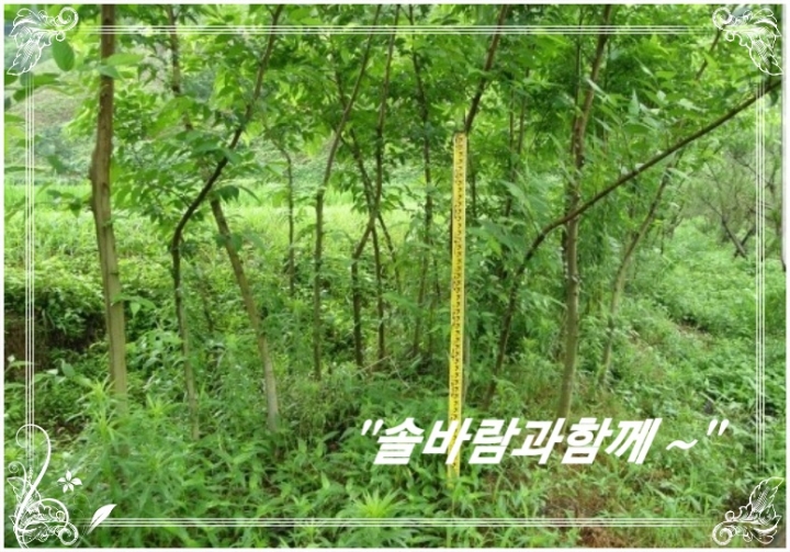 그루터기 이미지
