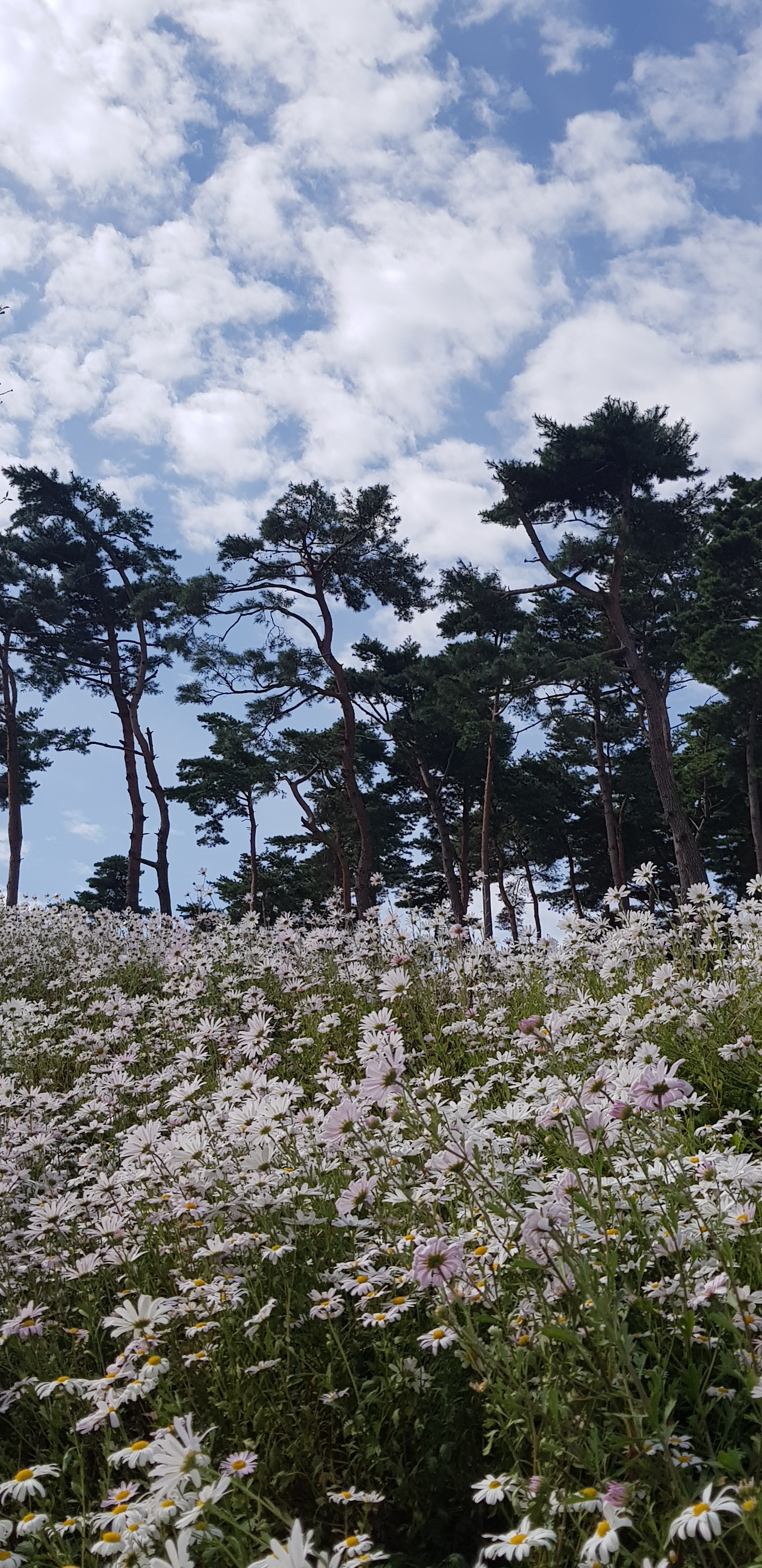 기쁨샘 이미지
