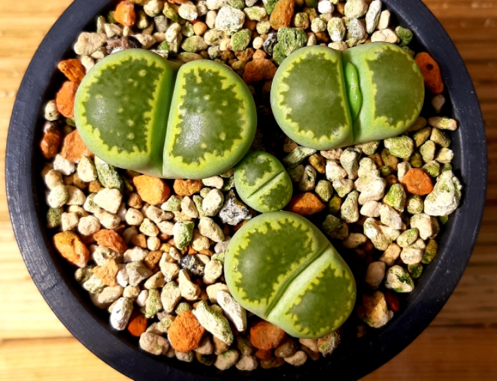 그리노 이미지