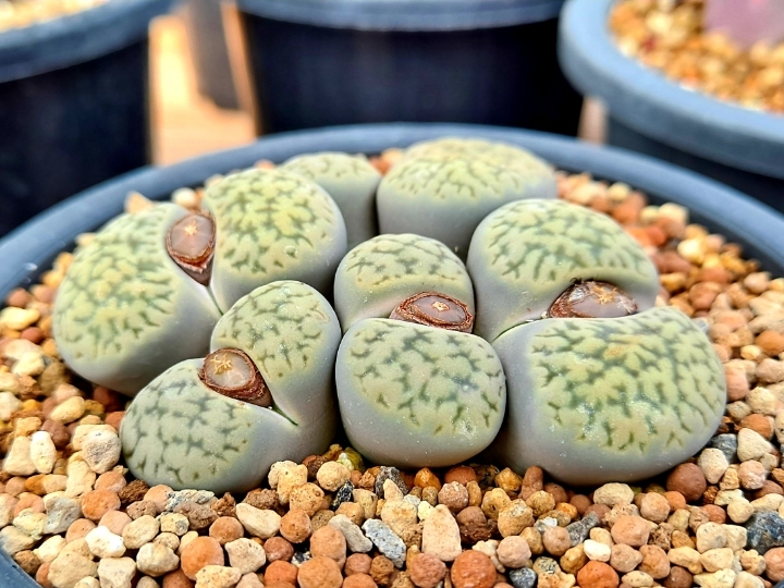 수산나 이미지