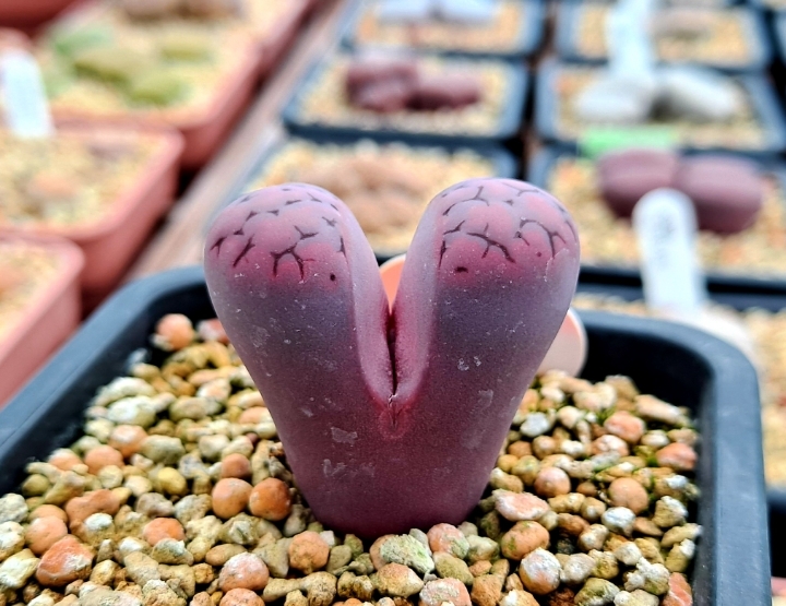 퍼퍼 이미지