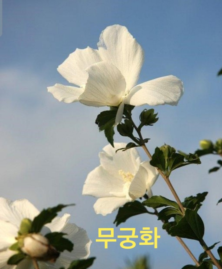 무궁화 이미지