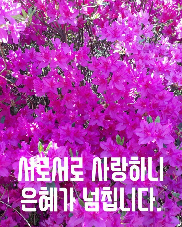 세잎크로바 이미지