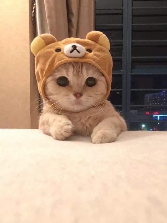 이모꼬 이미지