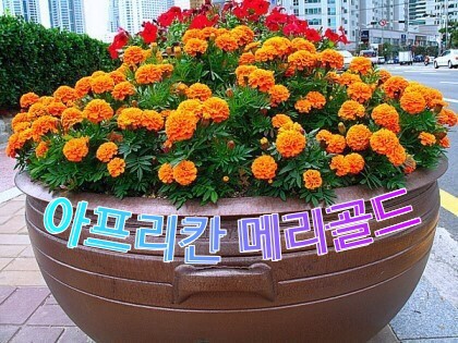 메리 골드 이미지