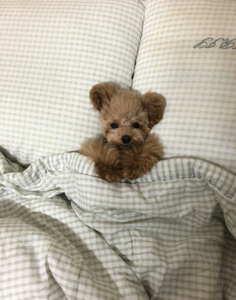 모픽 이미지