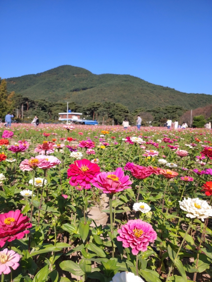백일홍 이미지