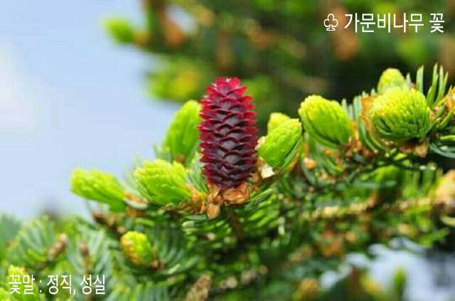 가문비나무아래 이미지