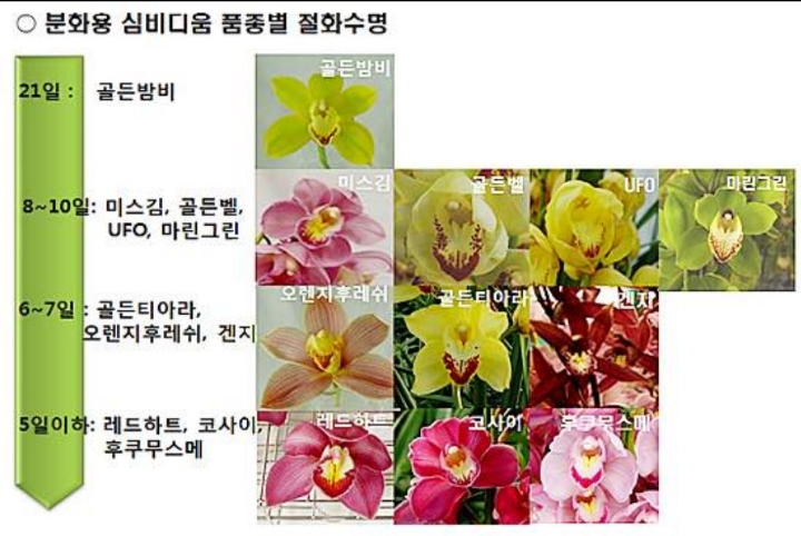 디움 이미지