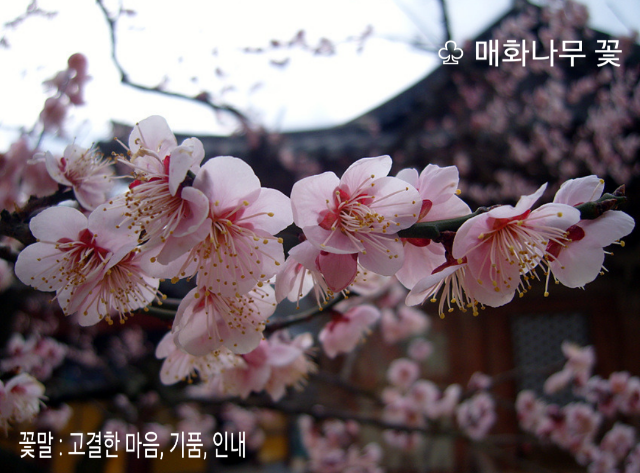 매화 이미지