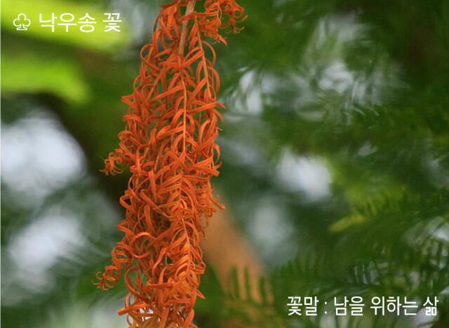 낙우송 이미지