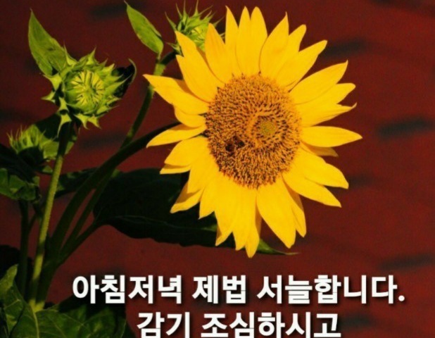 금란꽃 이미지