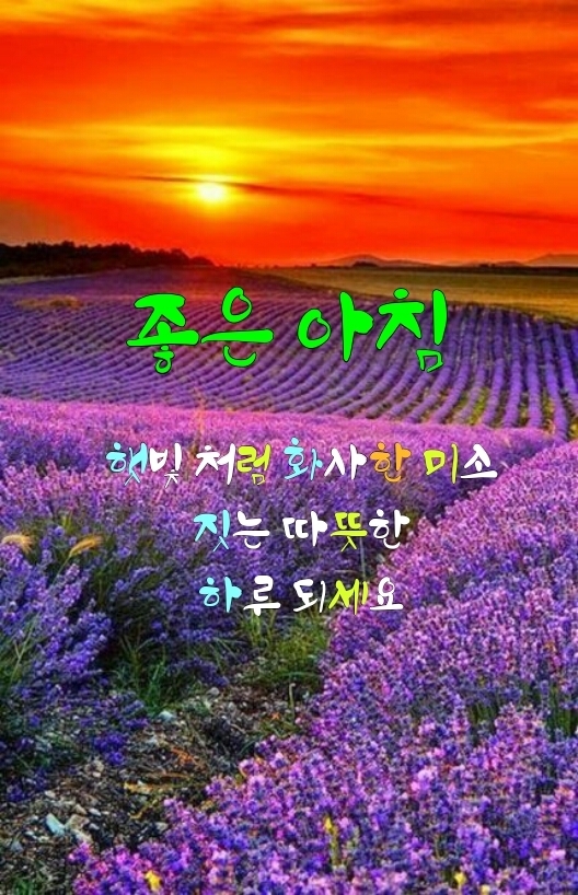 금란꽃 이미지