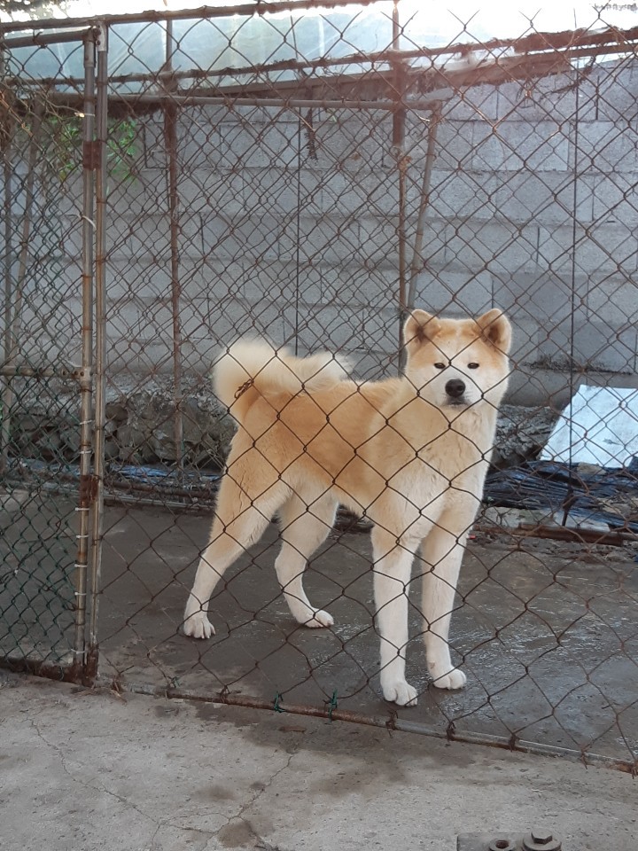 아키타 이미지