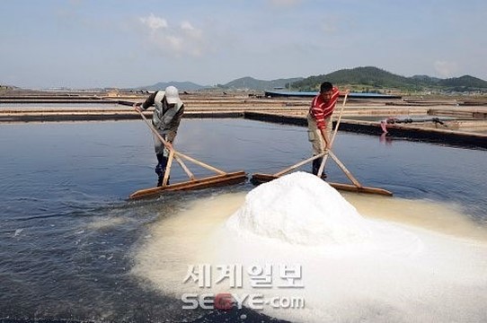 소금꽃 이미지