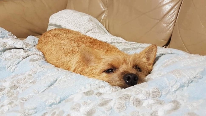 저희집 강아지가 녹아버렸어요.. | 인스티즈