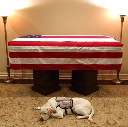 부시 전 대통령(아버지 부시) 빈소를 지키고 있는 도움견 설리 | 인스티즈