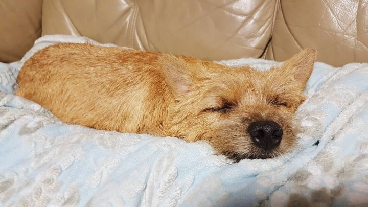 저희집 강아지가 녹아버렸어요.. | 인스티즈