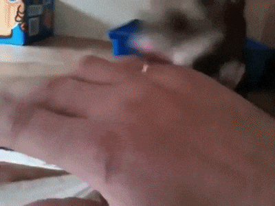 자신의 새끼를 자랑하는 페럿.gif | 인스티즈