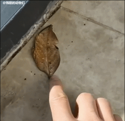 신기한 곤충 모음.gif | 인스티즈