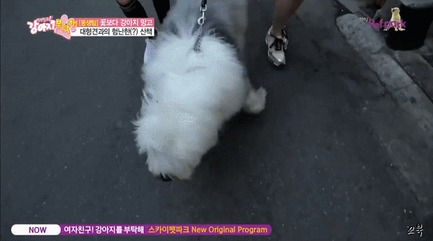 개한테 산책 당하는 여자친구.gif | 인스티즈