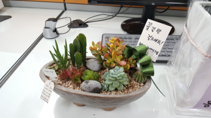 상록자이언트 이미지