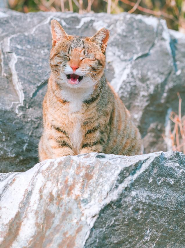 새록 이미지