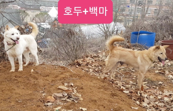 호두가족 이미지