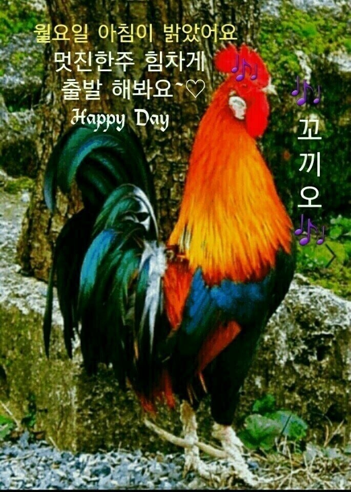 꼬끼오 이미지