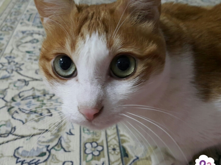 천사의바늘 이미지