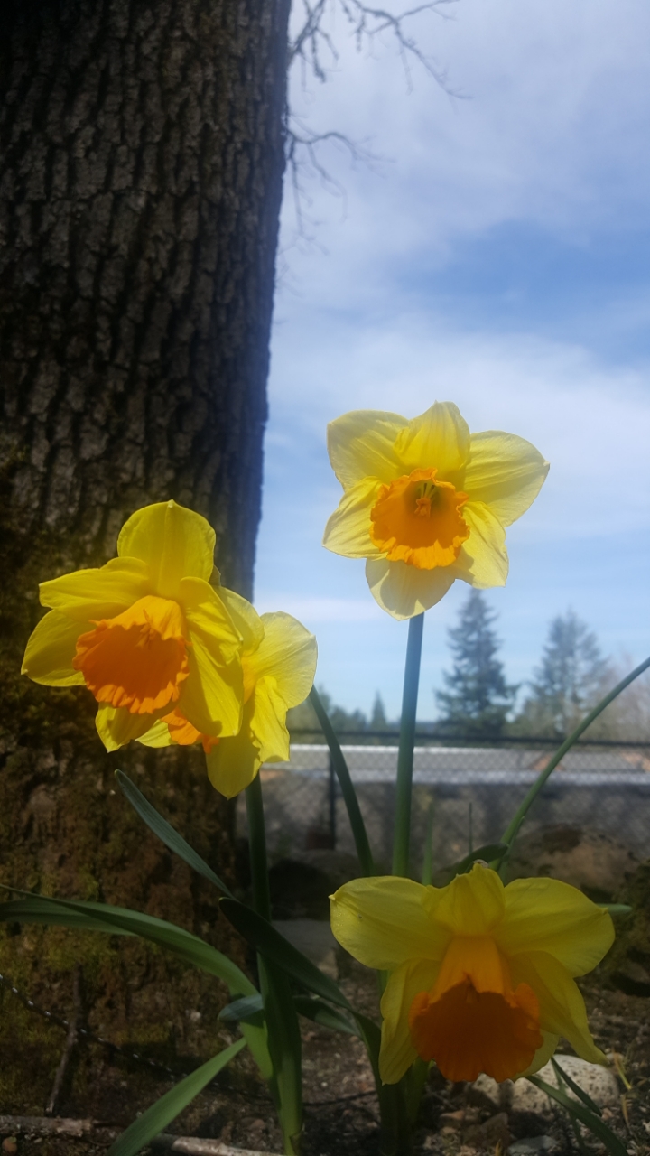 FRONT YARD(앞마당) 이미지