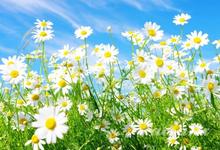 데이지(daisy) 이미지