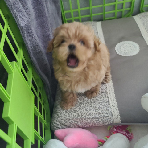 토리 이미지