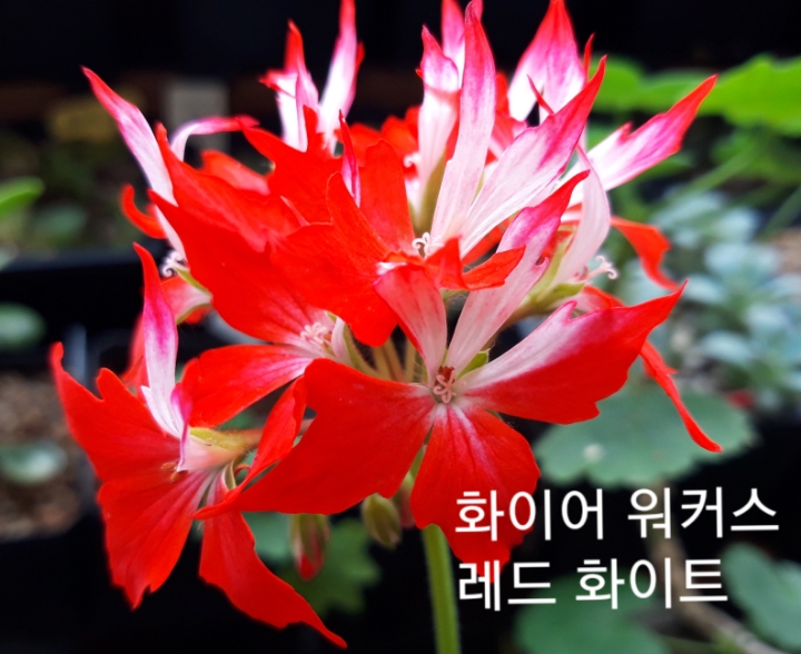 화이어 이미지