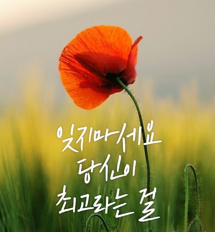 플로체 이미지