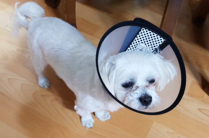 빨간모자 이미지