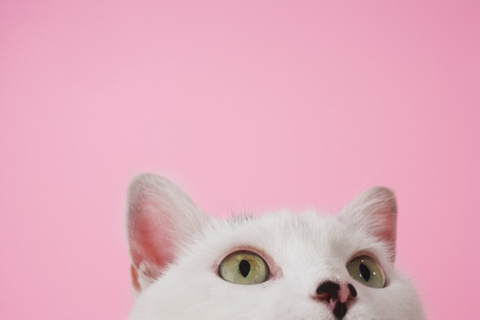 로민 이미지