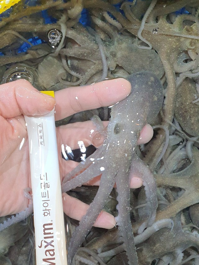 낙지 이미지