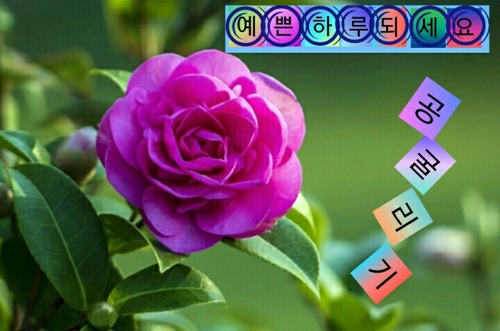 예쁜하루 이미지