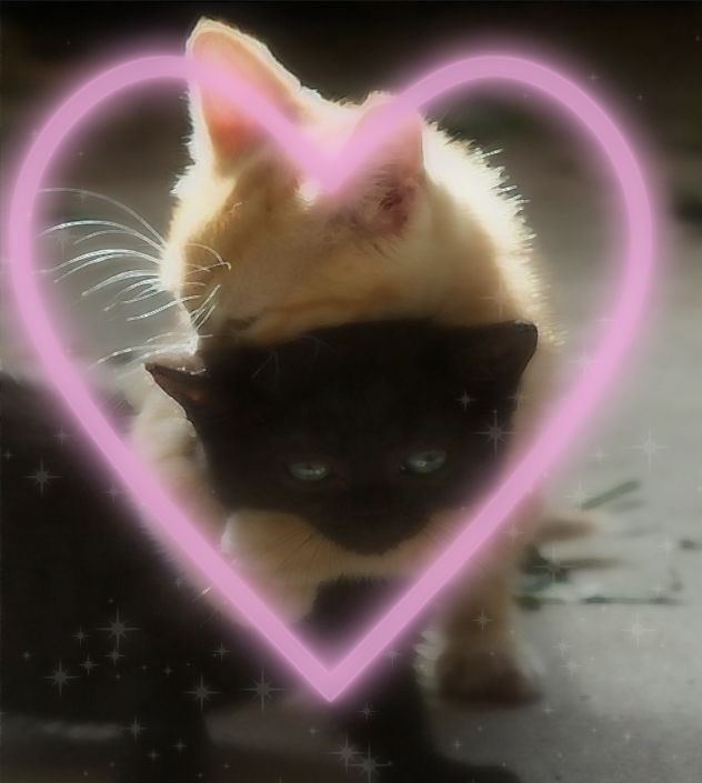 자한 이미지